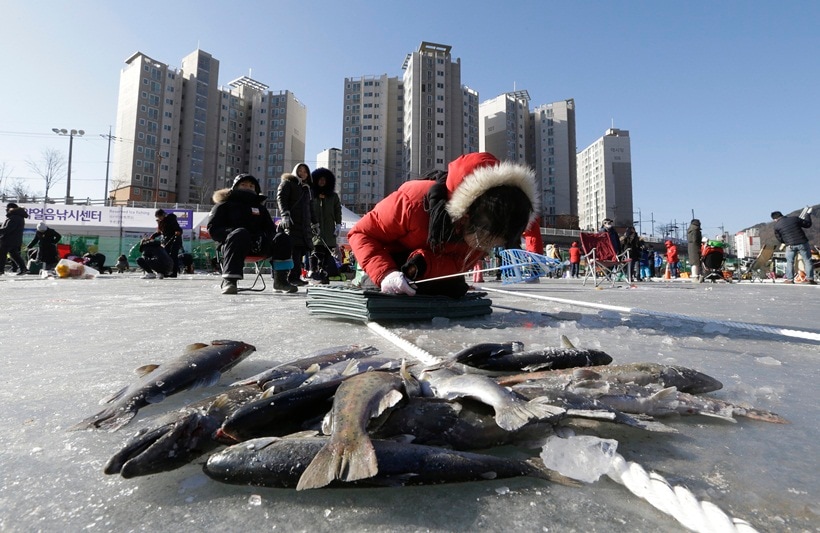 south korea, winter, winter festival, ice festival, ice fishing festival, unique winter festivals, South Korea Ice Fishing Festival, Hwacheon Sancheoneo Ice Festival, 2017 Hwacheon Sancheoneo Ice Festival, 2017 south korea fishing festival, lifestyle news, world news, latest news, indian express