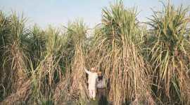 haryana, haryana sugar production, haryana sugar, haryana news, haryana sugar production, haryana news, indian express, india news