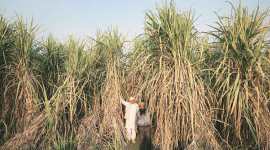 kolhapur farmers, sugar belt maharashtra, cane farming payment, maharashtra farmers, indian express
