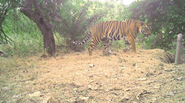 Areas not known to host tigers for many decades are now boasting of significant tiger populations. Express  photo