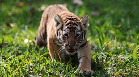 Corbett Tiger Reserve, Corbett Tiger Reserve shoot at sight order, corbett reserve, corbett national park, corbett national park drones, corbett tiger reserve poachers, tiger poaching, indian express, india news