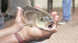 tiger-fish-480 save freshwater tiger, Maharashtra fresh water tiger fish, fresh water tiger fish, Maharashtra fresh water tiger fish, Maharashtra news, National news, India news, national news