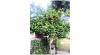 Tangerine,Chinese New Year symbols, Citrus tangerina, Citrus tangerina trees, orange trees, orange nutrients