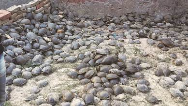 India Turtle rescue, India Turtle smuggling, Indian Turtle black market, Indian Turtles in Black Market, India news, Crime news, National news, India news, Turtles in India, National news