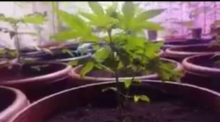 weed, weed cultivation, hyderabad ganja, hyderabad ganja cultivation, hyderabad weed cultivation, hyderabad man weed cultivation