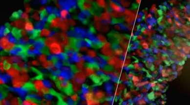 3D heart tissue, synchronised harmony, vitro cardiac tissue, ViaGlue, tools to create 3D heart tissue, York University, Technology, Technology news,