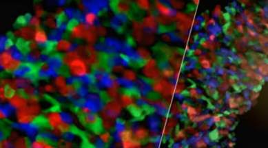 3D heart tissue, synchronised harmony, vitro cardiac tissue, ViaGlue, tools to create 3D heart tissue, York University, Technology, Technology news,