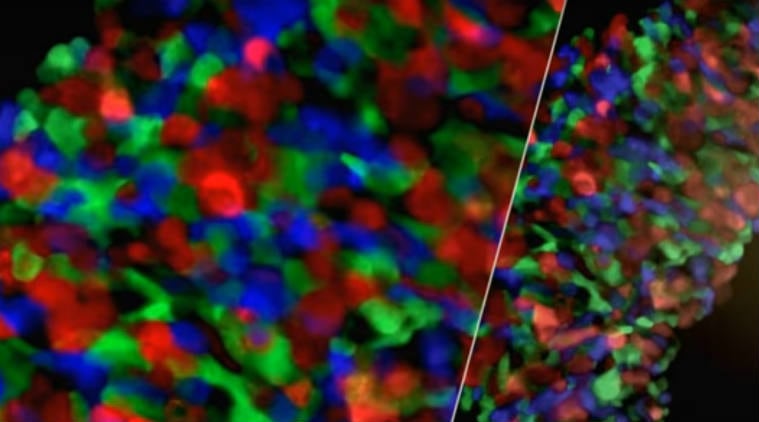 3D heart tissue, synchronised harmony, vitro cardiac tissue, ViaGlue, tools to create 3D heart tissue, York University, Technology, Technology news,