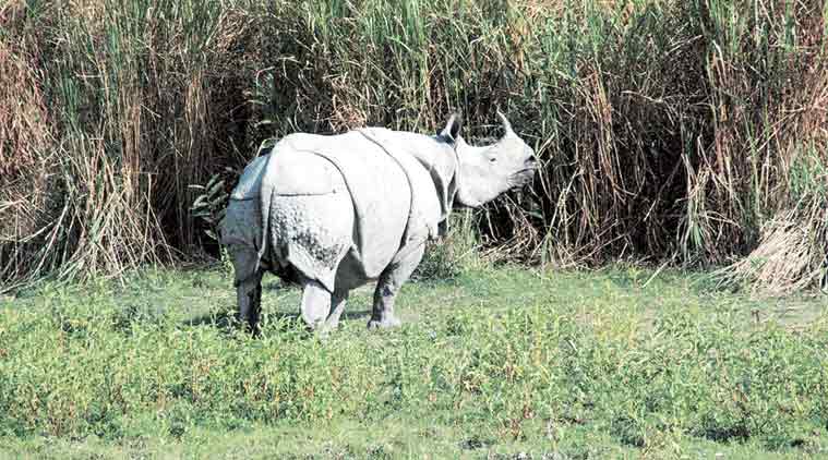 rhino, kaziranga rhino, one-horned rhino, Kaziranga National Park, rhino horn, rhino poaching, assam news, latest news