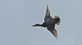 birds, flying, birds flying, birds flying mechanism, birds wings, alula, birds flying similarities with plane, aerodynamic mechanism, sunday eye, eye 2017, eye magazine, lifestyle news