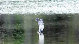 Jayanti Majri Dam, Jayanti Majri Dam birds, birds death reports at Jayanti Majri Dam, Jayanti Majri Dam contractor issue, indian express news