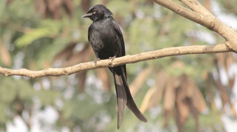 The black drongo is a common sight across the country.  Photo courtsey: Raju Kasambe 
