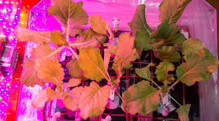 International Space Station, Chinese cabbage, NASA, Tokyo Bekana Chinese cabbage, Fifth crop on ISS, NASA's Johnson Space Center's Space Food Systems team, second veggie system,bigger space garden,Arabidopsis, genetic studies , Science, Science news
