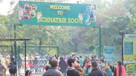 Mahendra Chaudhary Zoological Park, chandigarh zoo, birdwatching themes, chhatbir zoo, japanese zen garden, chandigarh news, indian express news