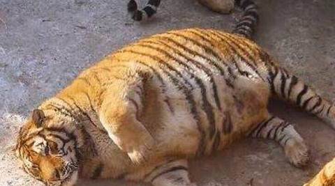obese tiger, china obese tiger, china fat tiger, china zoo obese tigers, Siberian Tiger Park china obese tiger, fat tiger viral photo, viral news, trending news