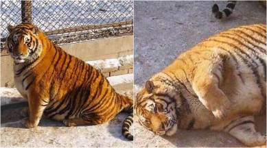 Here's why viral photos of these obese tigers are not funny or cute |  Trending News,The Indian Express