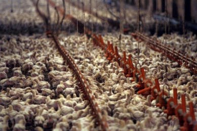 cruelty against chicks, India poultry companies, PETA India, PETA India against animal cruelty, spine-chilling video, drowning, burning, killing of chicks, India news, Indian Express