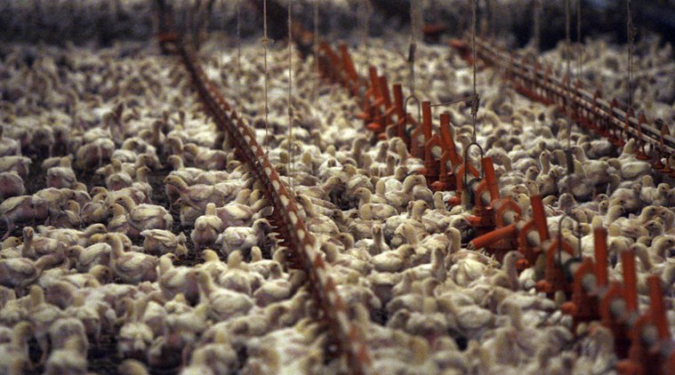 cruelty against chicks, India poultry companies, PETA India, PETA India against animal cruelty, spine-chilling video, drowning, burning, killing of chicks, India news, Indian Express