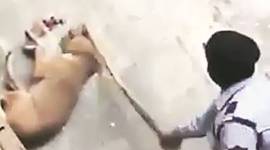 rohini, rohini college, guard kills dog, rohini college dog, dog killed, dog cruelty, animal cruelty, india news, delhi news