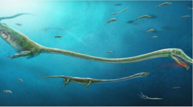 terrible headed lizard, live birth, long necked marine animal, archosauromorph, Middle Triassic Period,"Luoping biota" locations, embryonic specimen, Evolutionary analysis, reproductive biology of archosauromorphs, genetic sex determination, Science, Science news