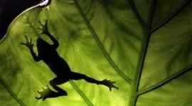 Frog, New frog species, Western Ghats frog, new frog western ghats, Delhi University researchers frog, new frog DU, new frog Western ghats, science news, Indian ews