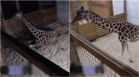 giraffe, girraffe baby, girraffe baby live streaming, April the Giraffe, Animal Adventure Park in Harpursvile, giraffe birth Animal Adventure Park , viral video,