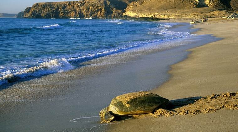 green turtles, green turtle reserve, oman turtle reserve, oman green turtle reserve, Ras al-Jinz Turtle Reserve, indian ocean green turtles, sunday eye, eye magazine, express eye, eye 2017