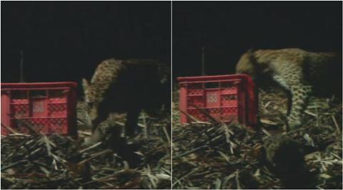 leopard, leopard cubs, leopard mother cubs reunited, leopard cubs missing, wild animal rescue, wildlife sos, maharashtra forest dept, maharashtra news, trending video, latest news, indian express