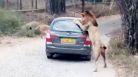 lion attack video, lion attack Bannerghatta National Park video, lion attack car video, lion attack scary video, lion attack viral video, lion india attack video, indian express, indian express news