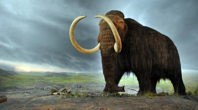 woolly mammoth, mammoth, woolly mammoth extinction, mammoth extinction, mammoth extinct, extinct species, extinct animals, wolly mammoth resurrection, ice age animals, tech news, latest news