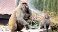 monkey menace, Delhi monkey menace, Delhi HC on monkeys, monkeys, New Friends colony Delhi, HC on monkey menace, indian express news