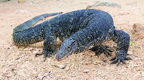 Before 4 monitor lizard deaths at Delhi zoo, 5 that went unreported | Cities News,The Indian Express Before 4 monitor lizard deaths at Delhi zoo, 5 that went unreported | Cities News,The Indian Express