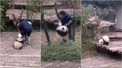 panda, cute panda videos, baby panda video, panda cute video, funny panda videos, viral panda video, viral video, cute baby videos, latest news, trending news, viral news, indian express