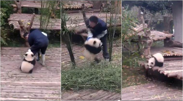 Having A Bad Week Stop Everything And Watch This Adorable Baby Panda To Set Your Mood Right Trending News The Indian Express