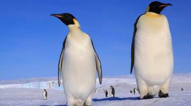 penguins, giant penguins, fossils of giant penguins found, study on giant penguins, Jurassic era, Senckenberg Research Institute and Natural History Museum, indian express news