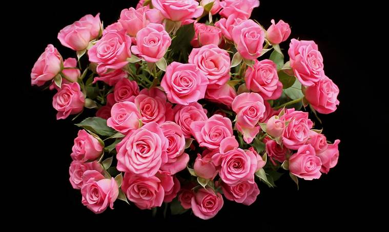 Choose baby pink roses to express admiration (Source: Pixabay)