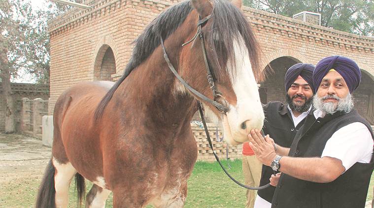 Punjab elections, Punjab polls, Parkash Singh Badal, Badal village, Sukhbir Singh Badal, BJP-Akali Dal, BJP-SAD, Congress, AAP, India news, Indian Express
