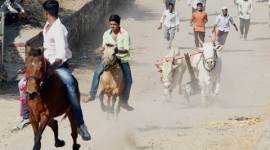 racing-bull-480 bullock race ban, maharashtra govt on bullock race, cruelty against animals, Jallikattu, indian express news