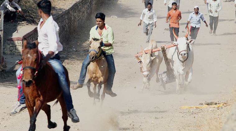 bull race, bullock cart race, jallikattu, peta, sangli district, bull race in Wadgaon Kashimbeg, maharashtra news, india news, latest news
