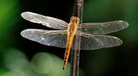 dragonflies, butterflies, dragonflies nature, dragonflies habitat, flying insects, elytra, insects elytra, sunday eye, eye magazine, ranjit lal column