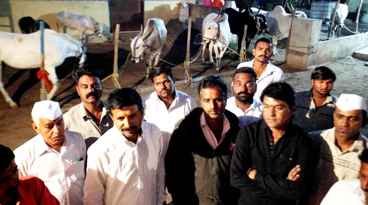 Agitated bull rearers in Narayangaon