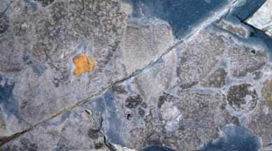 second largest mass extinction, end-Ordovician crisis, new fossil fauna, diversity of sponges, different sponge species, post extinction survivor systems,  nautiloids, helped ecosystem to recover,  mass sponge remains, mass extinction events,  ecological collapse, marine ecology collapse, Science, Science news