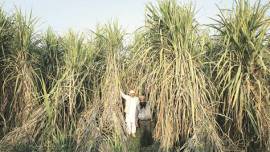 uttar pradesh elections, UP polls, Up elections 2017, sugar belt vote, Up sugar belt, Up sugar belt voting, UP sugarcane act, akhilesh yadav, mayawati, indian express news, india news, elections updates, Up exit poll