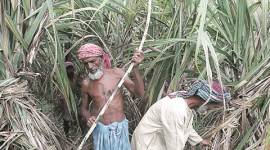 Sugar import, UP sugar mills, BJP, uttar pradesh sugar import, up bjp, sugar import issues, sugar supply, sugar manufacturing, sugarcane farming, Maharashtra’s mills, Maharashtra sugar mills, UP Assembly elections, indian express news, india newsm business news