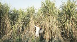 sugar prices, sugar mill, sugarcane farmers, Uttar Pradesh sugarcane farmers, India news, indian express news
