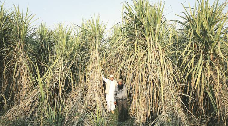 narendra Modi, Modi governement, PM Modi, Sugarcane, sugarcane price, Sugarcane FRP, Yogi adityanath, India news, indian epxress news