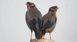 birds, bird watching, mainas, mynahs, indian mynas, birdwatching tips, nature, indian birds, sunday eye, eye 2017, sunday eye magazine, indian express