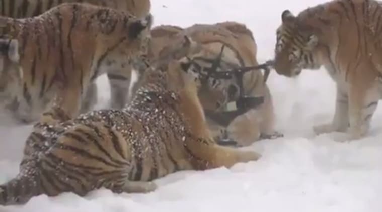Tigers chasing drone, tigers breaking drone, siberia tiger reserve, tigers attack drone, indian express, indian express news