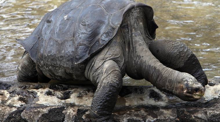 Remains of tortoise Lonesome George returning to Ecuador | World News ...