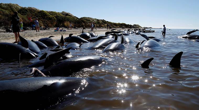 new zealand, whale deaths, pilot whales, pilot whale deaths, pilot whales stranded, stranded whales, human chain, new zealand human chain, world news, indian express news